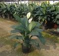 peace lily